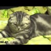 Fail Compilation - March 2012