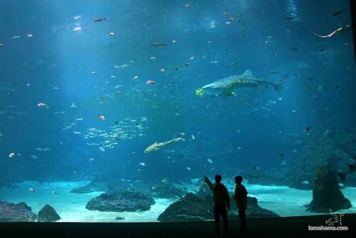 Największe na świecie akwarium - Zdjecie nr 11