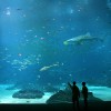 Largest aquarium in the world - Pictures nr 11