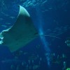 Largest aquarium in the world - Pictures nr 14