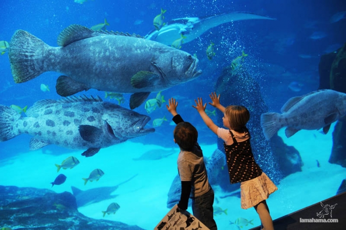 Largest aquarium in the world - Pictures nr 16