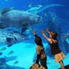 Największe na świecie akwarium - Zdjecie nr 16