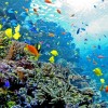 Largest aquarium in the world - Pictures nr 17