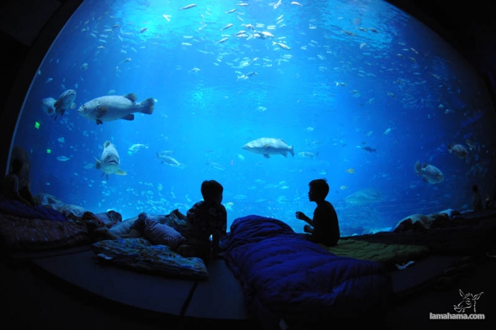 Largest aquarium in the world - Pictures nr 18