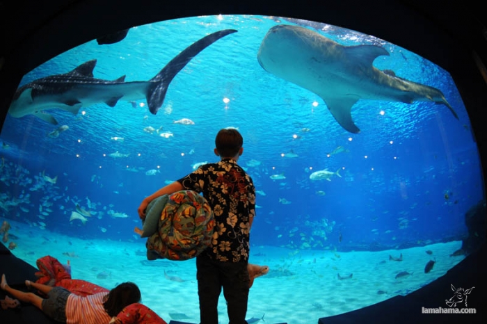 Największe na świecie akwarium - Zdjecie nr 19