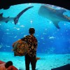 Największe na świecie akwarium - Zdjecie nr 19