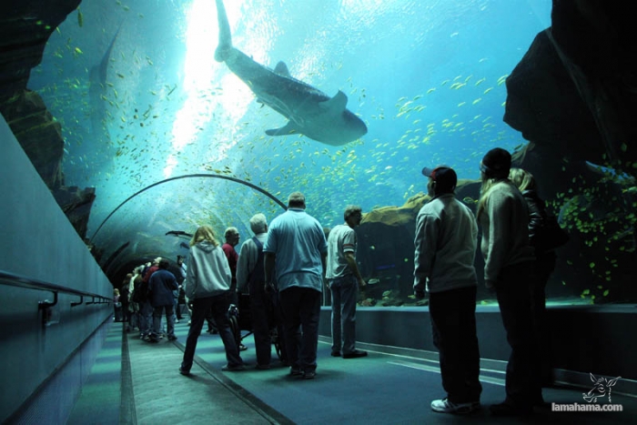 Największe na świecie akwarium - Zdjecie nr 2