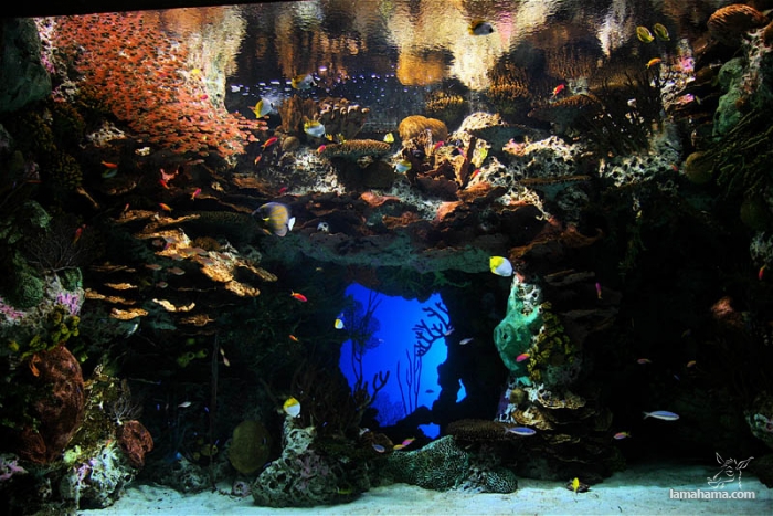 Największe na świecie akwarium - Zdjecie nr 21
