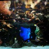 Largest aquarium in the world - Pictures nr 21