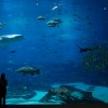 Largest aquarium in the world - Pictures nr 23