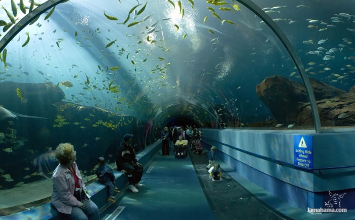 Największe na świecie akwarium - Zdjecie nr 24