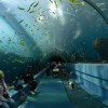 Largest aquarium in the world - Pictures nr 24