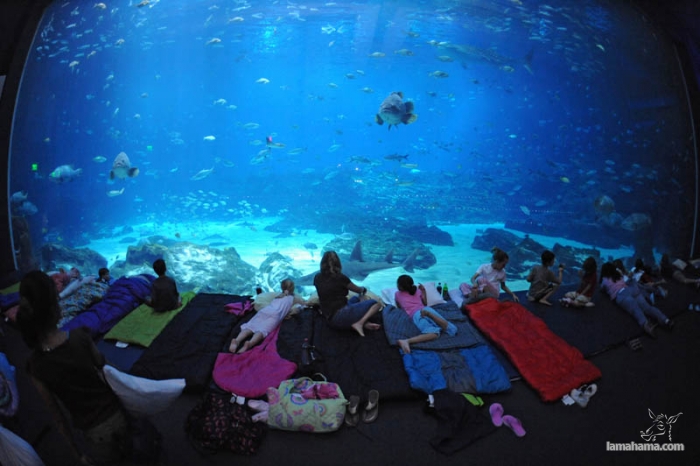 Largest aquarium in the world - Pictures nr 3