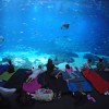 Largest aquarium in the world - Pictures nr 3
