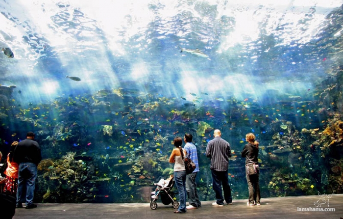 Largest aquarium in the world - Pictures nr 5