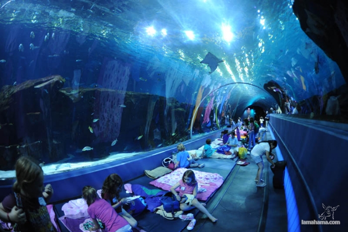 Largest aquarium in the world - Pictures nr 6