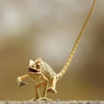 Codzienny Strzał Fotek — 11