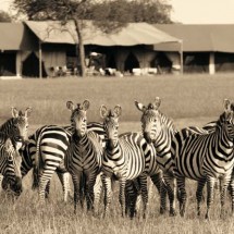 Wonderful holiday in Africa with Safari — 46
