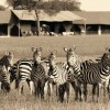 Cudowne wakacje w Afryce razem z Safari - Zdjecie nr 46