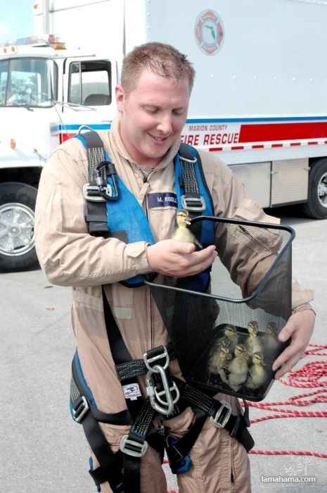 Animals being rescued - Pictures nr 12
