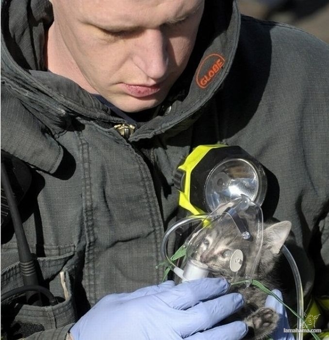 Animals being rescued - Pictures nr 13