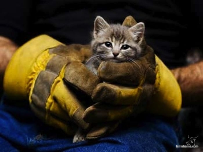 Animals being rescued - Pictures nr 16