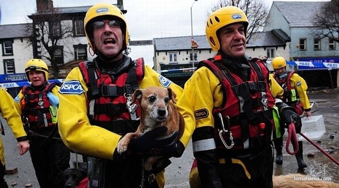 Animals being rescued - Pictures nr 18