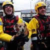 Animals being rescued - Pictures nr 18
