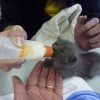 Animals being rescued - Pictures nr 19