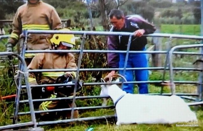 Animals being rescued - Pictures nr 6