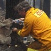 Animals being rescued - Pictures nr 7