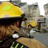 Animals being rescued - Pictures nr 9