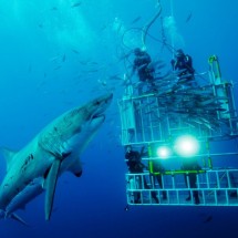 National Geographic Photo Contest 2011 — 13