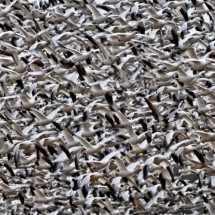 National Geographic Photo Contest 2011 — 15