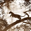 Konkurs Foto National Geographic 2011 — 17