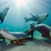 Konkurs Foto National Geographic 2011 — 18