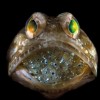 Konkurs Foto National Geographic 2011 — 25