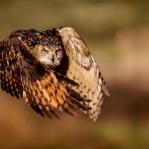 National Geographic Photo Contest 2011 — 27