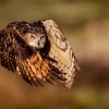 Konkurs Foto National Geographic 2011 — 27