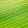 Konkurs Foto National Geographic 2011 — 29