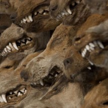 National Geographic Photo Contest 2011 — 30