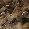 Konkurs Foto National Geographic 2011 — 30