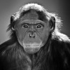 Konkurs Foto National Geographic 2011 — 33