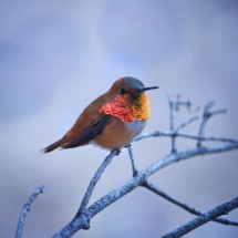 National Geographic Photo Contest 2011 — 37