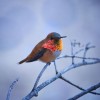 Konkurs Foto National Geographic 2011 — 37
