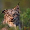 Konkurs Foto National Geographic 2011 — 41