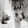 Konkurs Foto National Geographic 2011 — 43