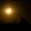 Konkurs Foto National Geographic 2011 — 45