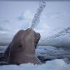 Konkurs Foto National Geographic 2011 — 4