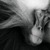 Konkurs Foto National Geographic 2011 — 8